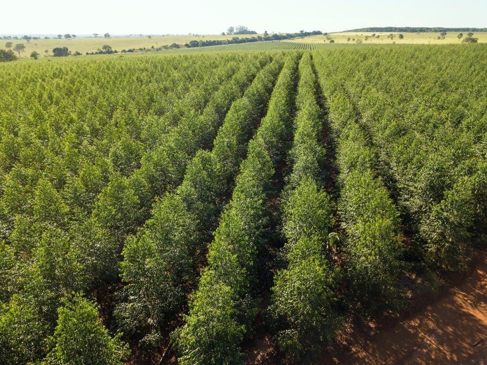 Eldorado Brasil tem vagas para ajudante florestal em Água Clara-MS Eldorado Brasil tem vagas para ajudante florestal em Água Clara-MS