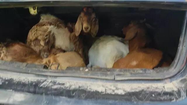 Em Corumbá, flagrado com cabritos, homem tenta subornar PM oferecendo “porquinho” Em Corumbá, flagrado com cabritos, homem tenta subornar PM oferecendo “porquinho”