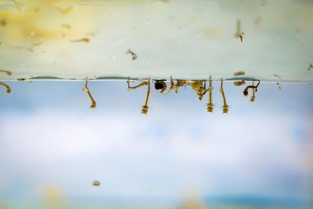 Em uma semana, 36 casos suspeitos de dengue são registrados em Três Lagoas Em uma semana, 36 casos suspeitos de dengue são registrados em Três Lagoas