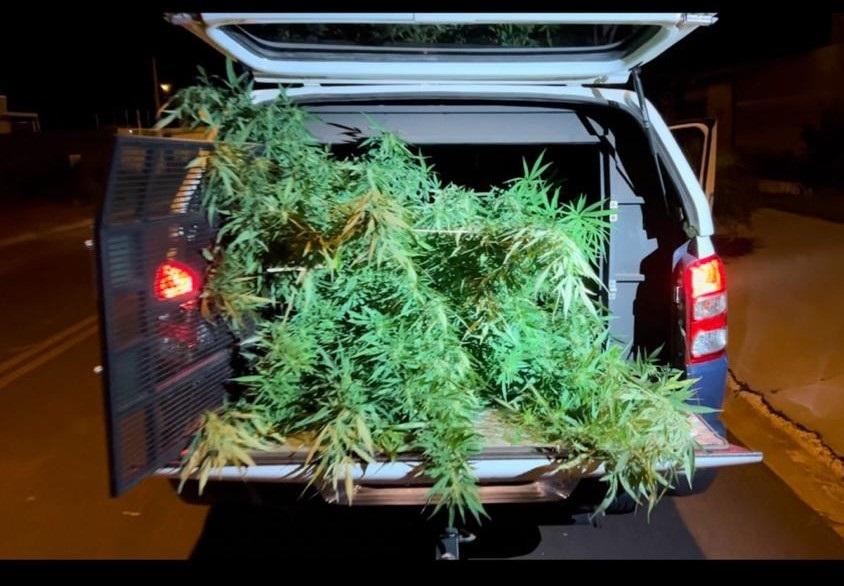 Pés de maconha são encontrados em residência no Bosque das Araras; um casal foi preso 