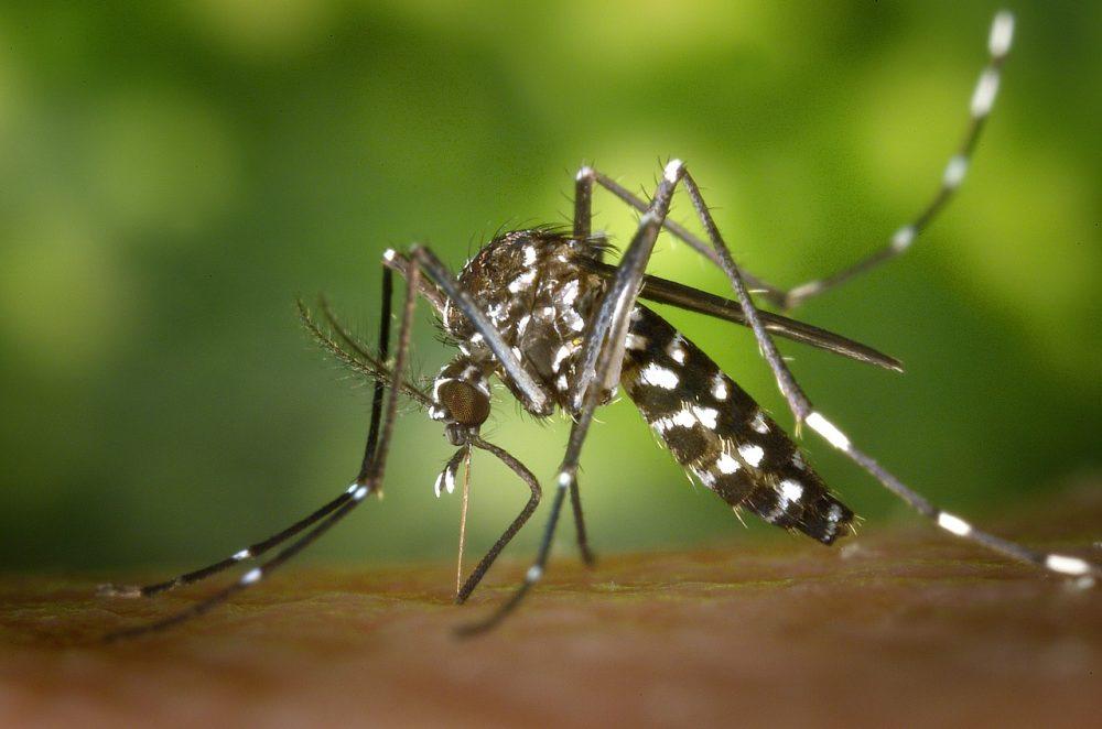 Secretaria de Saúde notifica 72 casos suspeitos de dengue nesta semana em Três Lagoas Secretaria de Saúde notifica 72 casos suspeitos de dengue nesta semana em Três Lagoas