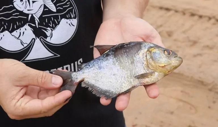 Especialistas explicam motivo dos ataques das piranhas no Balneário Especialistas explicam motivo dos ataques das piranhas no Balneário