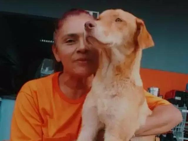 Cão herói: Victor pula nas costas de assaltante e salva mulher em Campo Grande