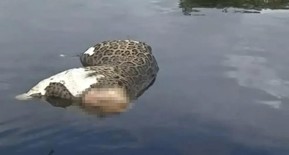 Corpo de onça-pintada sem cabeça é encontrado boiando em rio no Pantanal de MS