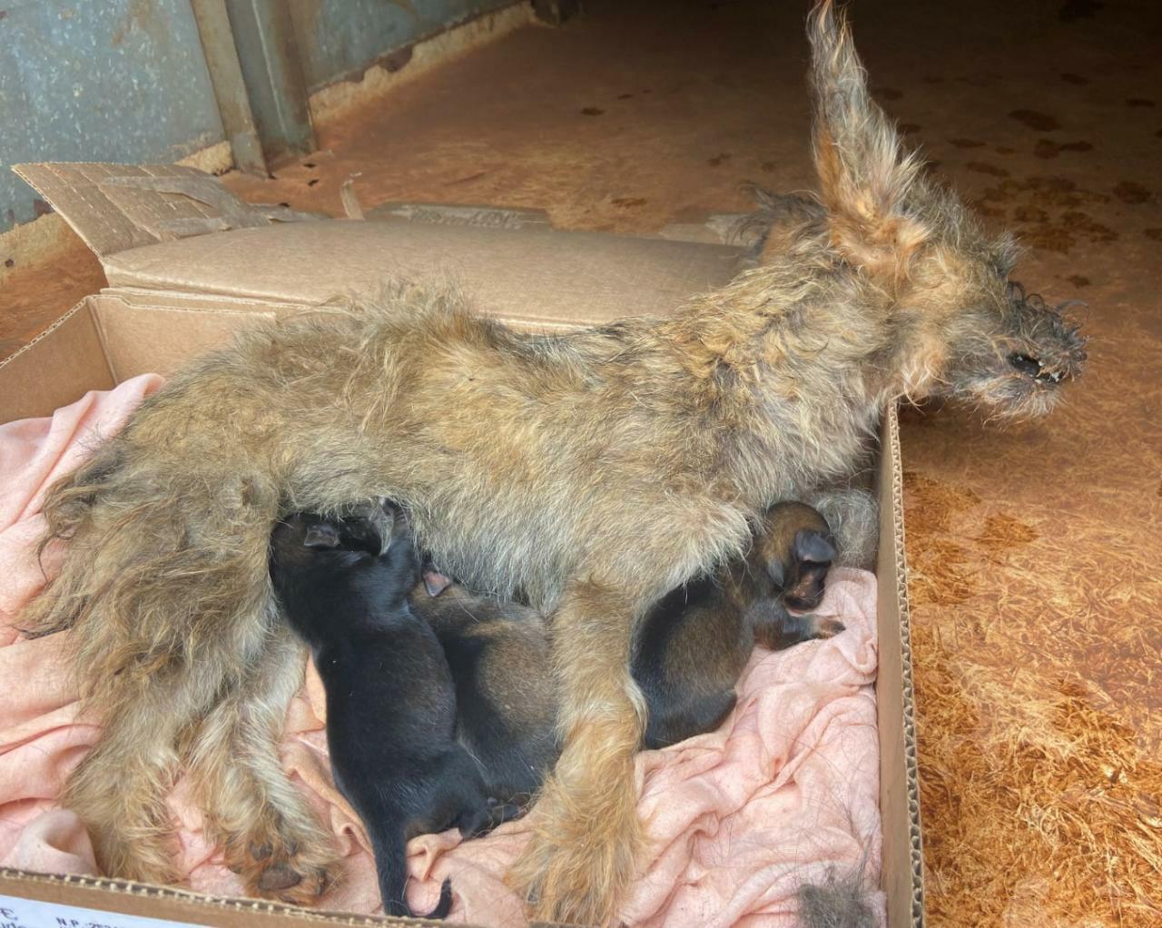 PMA de Batayporã autua mulher por maus-tratos a 3 filhotes de cachorros, encontrados ao lado da mãe morta 