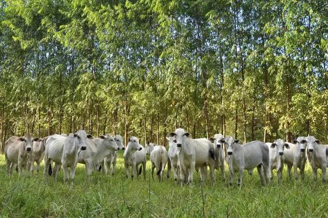 Iagro muda regras de trânsito de bovinos e bubalinos em Mato Grosso do Sul Iagro muda regras de trânsito de bovinos e bubalinos em Mato Grosso do Sul