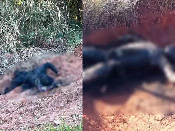 Digitais de corpos carbonizados encontrados em menos de 3h podem ajudar a identificar vítimas