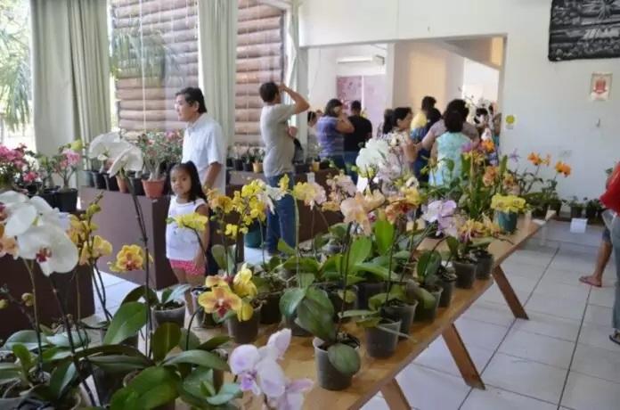 Exposição de orquídeas e rosas do deserto é realizada pelo Orquidário Santa Ana na Casa do Artesão