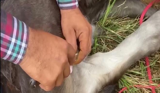 Gerente encontra garrote amarrado pelos pés em fazenda na região de Ribas e descobre furto de gados