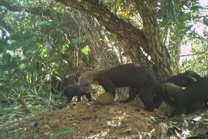 Monitoramento no Parque Natural do Pombo completa 1 ano e comemora registro de 69 animais silvestres, alguns raros na natureza