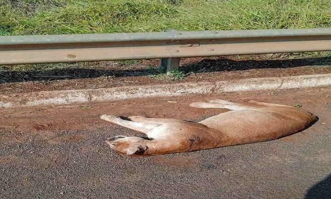 Onça-parda morre atropelada na BR-262
