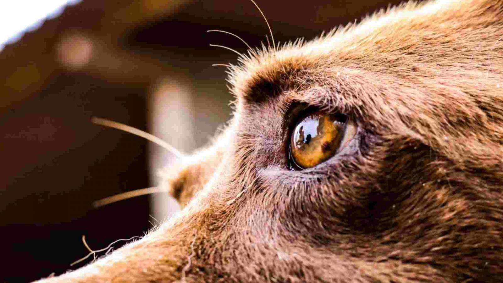 Animais com deficiência terão segunda chance em feira inédita em Campo Grande