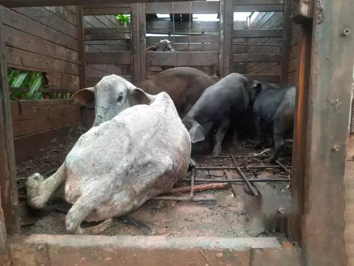 Animais são resgatados após denúncia de maus tratos em rancho no Cinturão Verde
