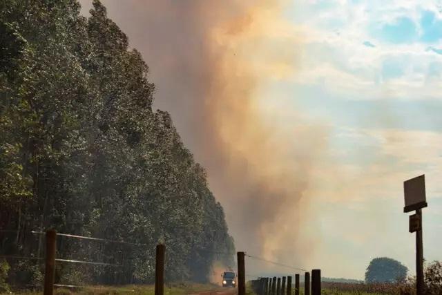 Incêndio atinge plantação de eucaliptos perto de usina na saída para Três Lagoas 
