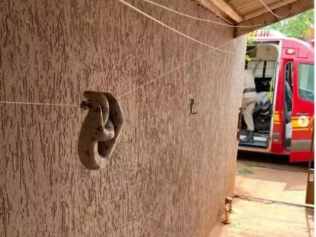 Jiboia é encontrada no varal de residência em Sidrolândia 