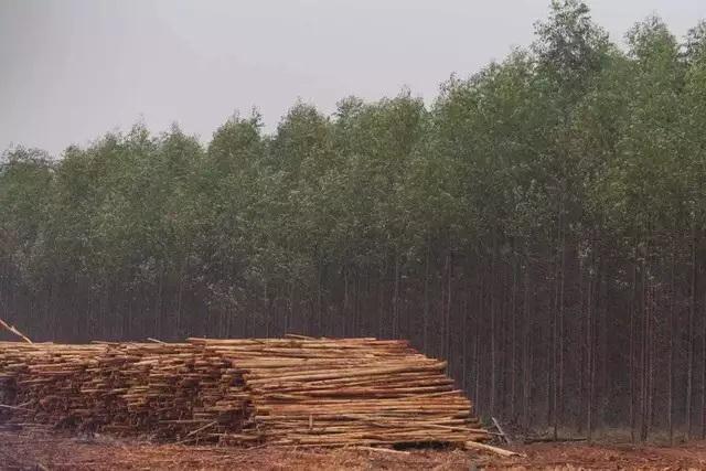 Plantio de eucalipto pode contribuir para MS alcançar neutralidade de carbono