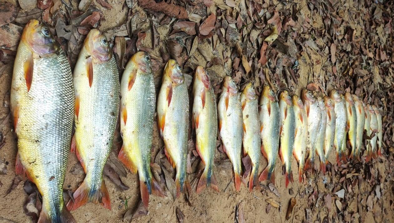 Polícia localiza e autua infrator que divulgou fotos de pesca predatória nas redes sociais Polícia localiza e autua infrator que divulgou fotos de pesca predatória nas redes sociais