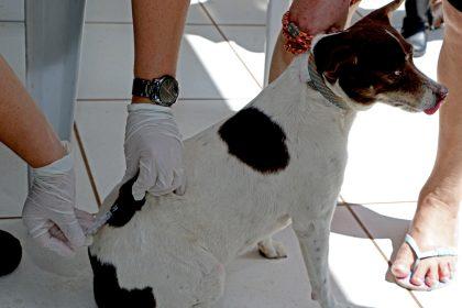 Saúde realizará “Dia de D da Campanha Antirrábica” de cães e gatos no dia 30 de setembro