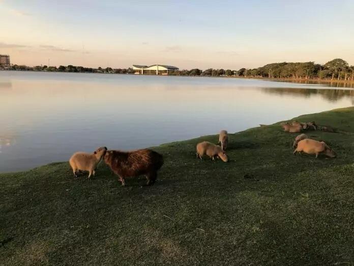 Sexta-feira tem previsão de sol e tempo estável em Mato Grosso do Sul