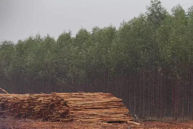 Com 1 milhão de hectares de eucalipto, MS vive entre dólares e “deserto verde” 
