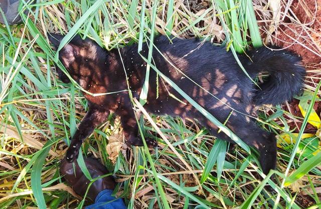 Serralheiro que matou gata da filha é solto após pagar fiança de R$ 5.280 Serralheiro que matou gata da filha é solto após pagar fiança de R$ 5.280