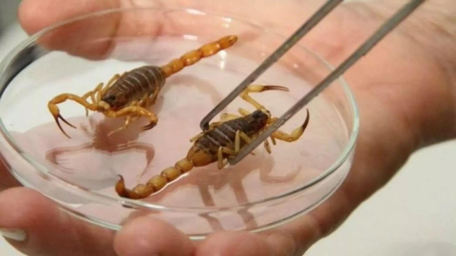 Ataques se multiplicam e Mato Grosso do Sul tem cinco vezes mais mortes por escorpião