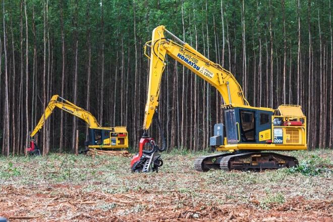 Suzano tem vagas abertas para coordenador de Segurança Trabalho e supervisor florestal em Ribas