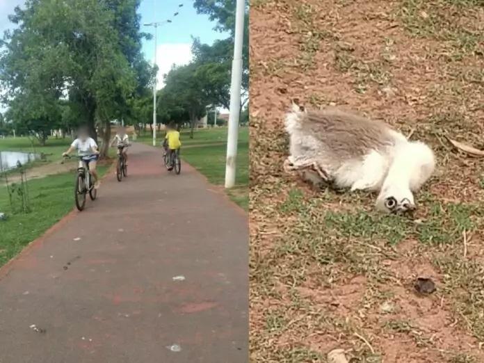 Filhote de ganso morre atropelado por bicicleta na pista de caminhada da Lagoa Maior
