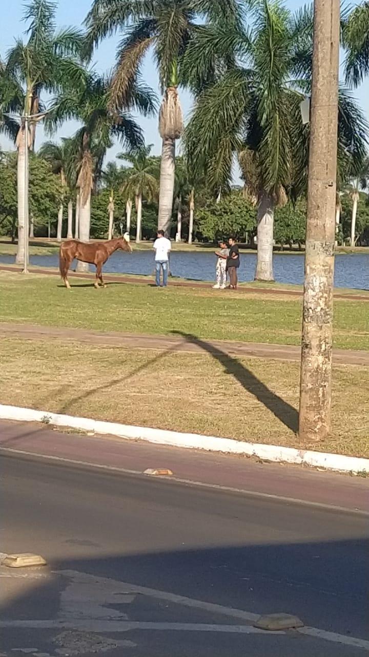 Animal com pata quebrada é flagrado correndo risco na orla da Lagoa Maior Animal com pata quebrada é flagrado correndo risco na orla da Lagoa Maior