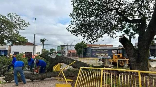 Equipes da prefeitura de Três Lagoas removem árvores que caíram durante temporal 