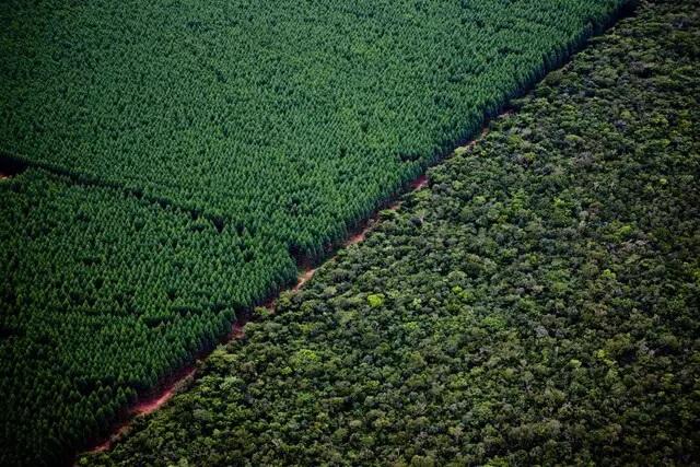 Fábrica de celulose de Três Lagoas compra 70 mil hectares em MS por R$ 1,8 bilhão