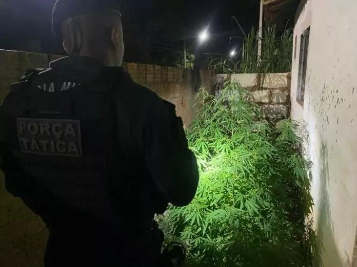 Força Tática fecha “Horta da Maconha” no Osmar Dutra Força Tática fecha “Horta da Maconha” no Osmar Dutra