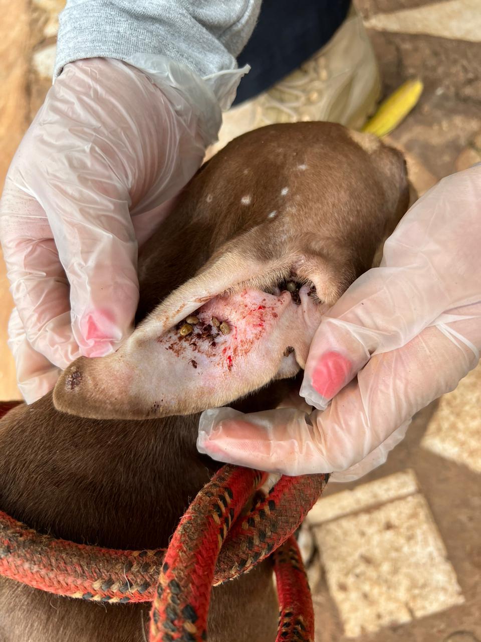 Polícia Civil prende homem por maus-tratos de animais em Campo Grande Polícia Civil prende homem por maus-tratos de animais em Campo Grande