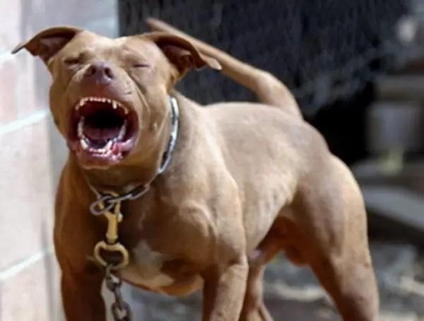 Pitbull solto ataca e deixa cachorros gravemente feridos em Chapadão do Sul Pitbull solto ataca e deixa cachorros gravemente feridos em Chapadão do Sul