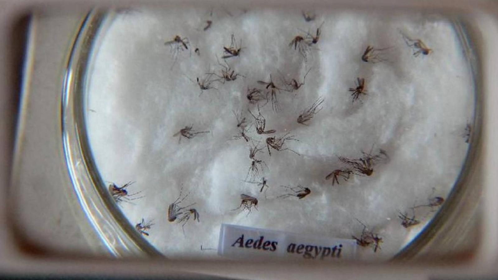 Casos confirmados de dengue dobram em 6 dias em Mato Grosso do Sul com 2,6 mil notificações Casos confirmados de dengue dobram em 6 dias em Mato Grosso do Sul com 2,6 mil notificações