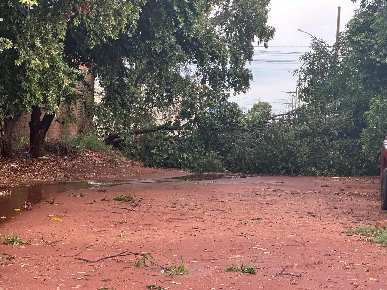 Árvores caem em cima de veículos e pessoas ficam presas dentro de carro durante temporal que atingiu Três Lagoas 