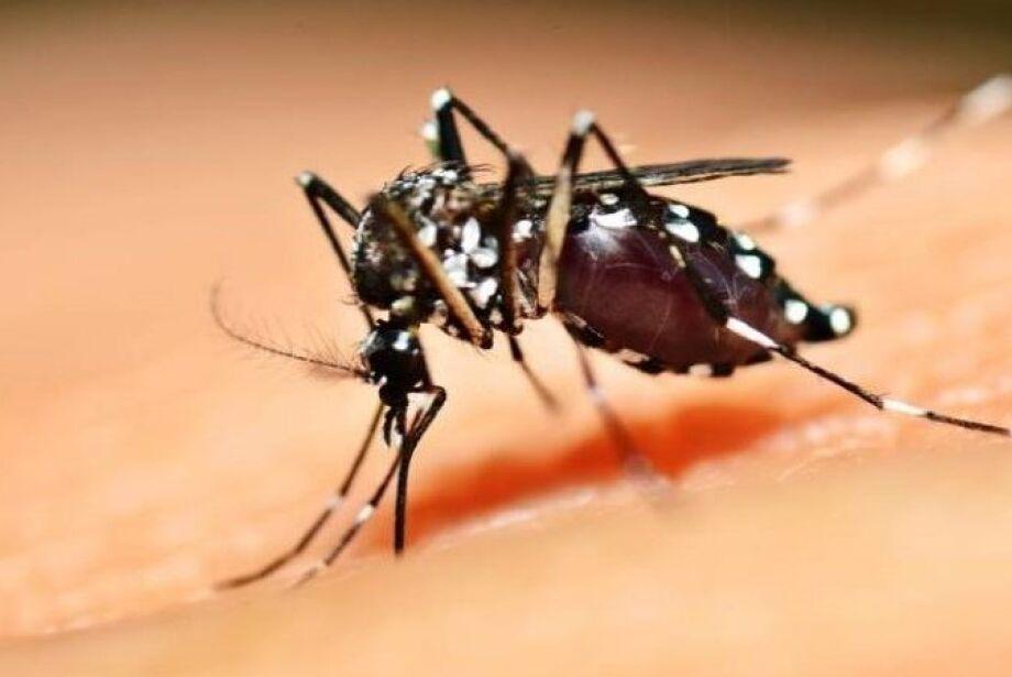 Cinco estados que fazem divisa com MS decretam emergência por dengue Cinco estados que fazem divisa com MS decretam emergência por dengue