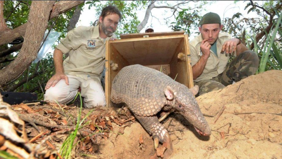 Entenda porque o Parque do Pombo é um importante reduto para a fauna do Cerrado