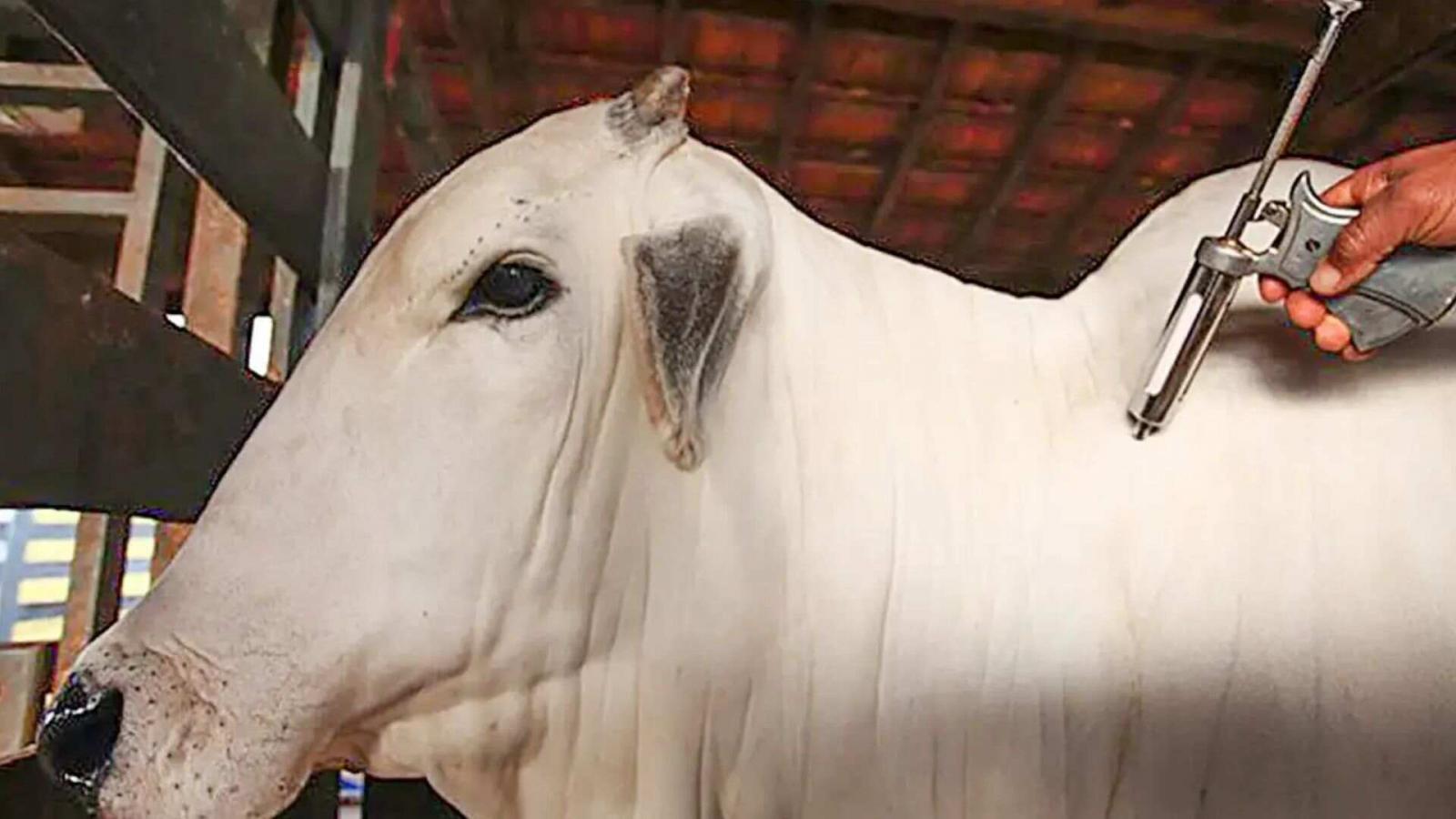 Livre de aftosa sem vacina, Mato Grosso do Sul só deve ‘bombar’ exportação de carne em 2025