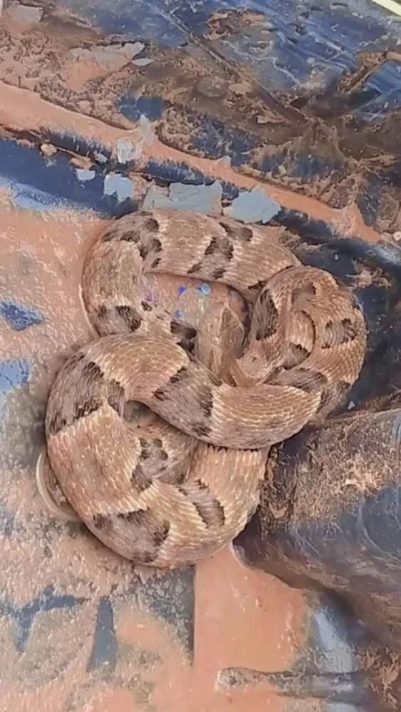 Moradora de Três Lagoas encontra cobra no quintal de casa