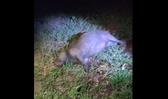 Motociclista fica ferido após atropelar capivara na 2º lagoa