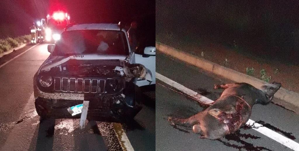 Anta na pista causa acidente na MS 112 entre Cassilandia e Inocência
