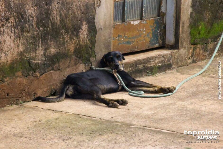 Projeto inclui auxílio a protetores de animais na dedução do Imposto de Renda Projeto inclui auxílio a protetores de animais na dedução do Imposto de Renda