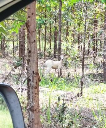 Registro raríssimo: veado campeiro, parcialmente albino, é visto em florestas da Eldorado Brasil Registro raríssimo: veado campeiro, parcialmente albino, é visto em florestas da Eldorado Brasil