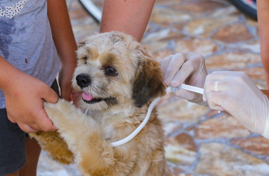 ATENÇÃO DONOS DE PETs – Prefeitura realizará ação educativa sobre Leishmaniose na Feira Central neste sábado (25) ATENÇÃO DONOS DE PETs – Prefeitura realizará ação educativa sobre Leishmaniose na Feira Central neste sábado (25)