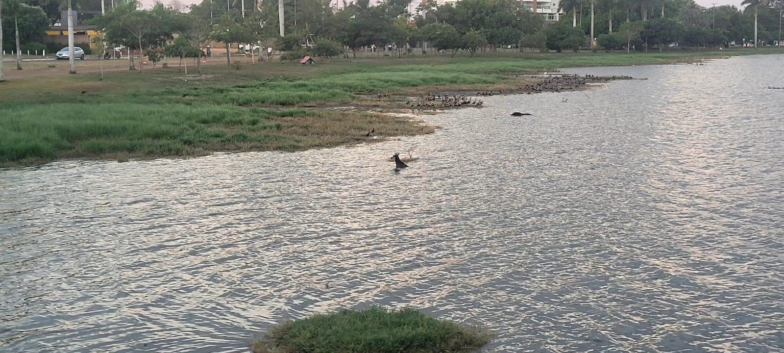 Cachorra que corria risco de se afogar na Lagoa Maior é resgatada pelo Corpo de Bombeiros Cachorra que corria risco de se afogar na Lagoa Maior é resgatada pelo Corpo de Bombeiros