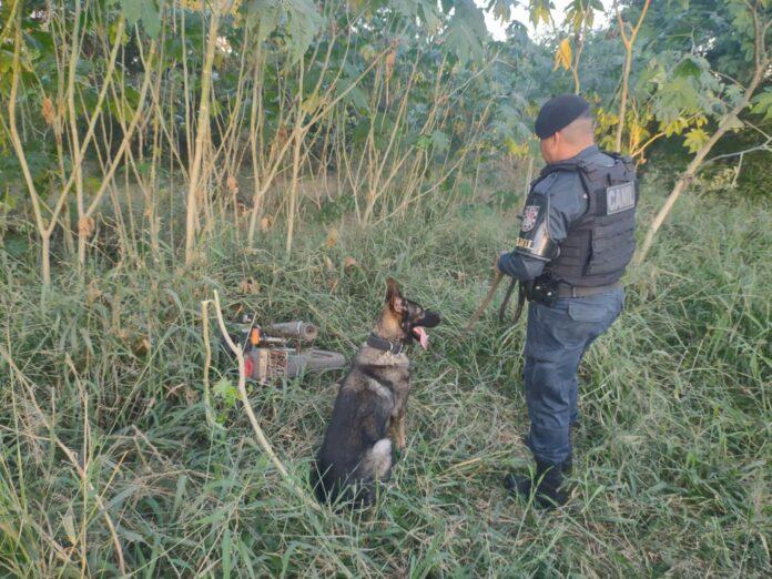 Moto furtada é encontrada escondida em matagal pela equipe do Canil do 2°BPM e 3°DP Moto furtada é encontrada escondida em matagal pela equipe do Canil do 2°BPM e 3°DP