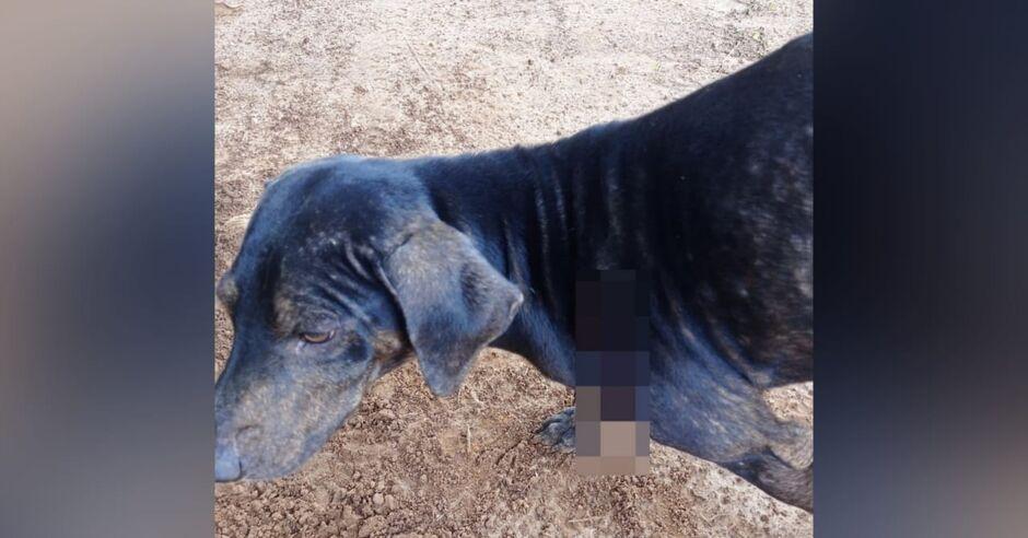 Mulher é presa após atirar e ferir cachorro com espingarda de pressão