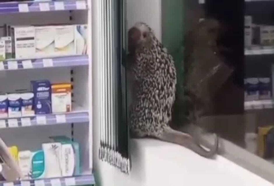 Porco-espinho é capturado em farmácia no centro de Coxim
