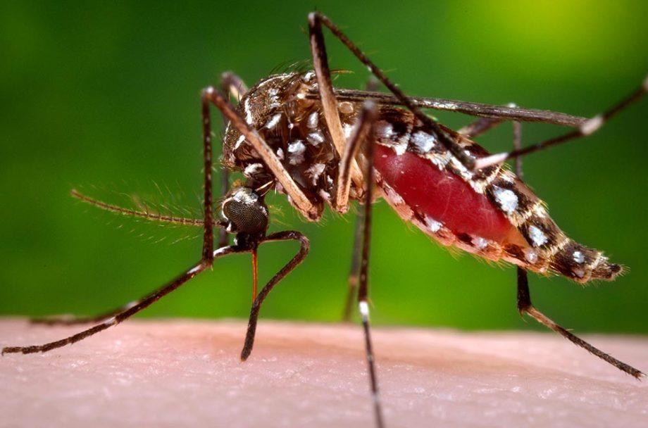 Três Lagoas registra aumento de 53% nos casos de Chikungunya